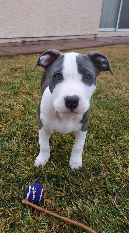 Entry image for Frankie. Clicking this image will show a larger photo