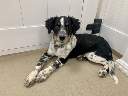 Entry image for Pepper. Clicking this image will show a larger photo