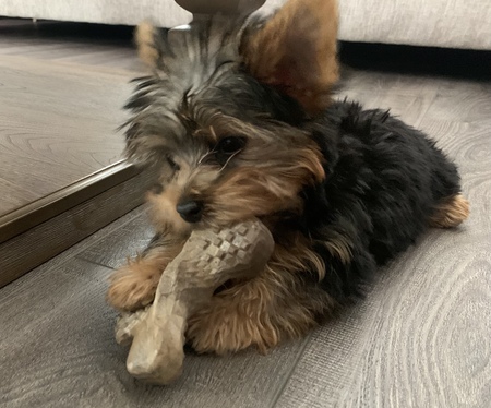 Entry image for Ruby. Clicking this image will show a larger photo