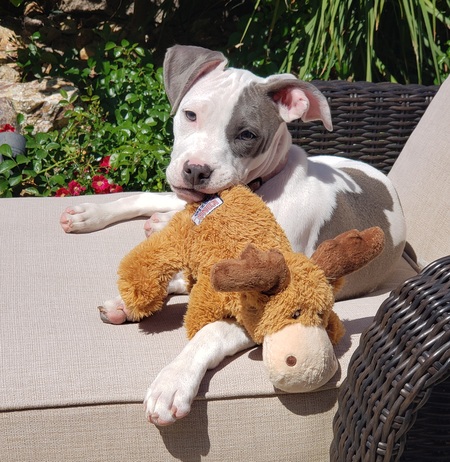 Entry image for Naledi. Clicking this image will show a larger photo