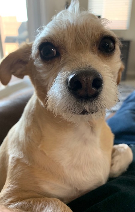 Entry image for Rudy . Clicking this image will show a larger photo