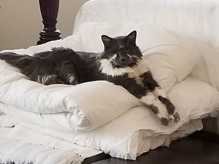 Entry image for Chief. Clicking this image will show a larger photo