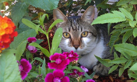 Entry image for Dart. Clicking this image will show a larger photo