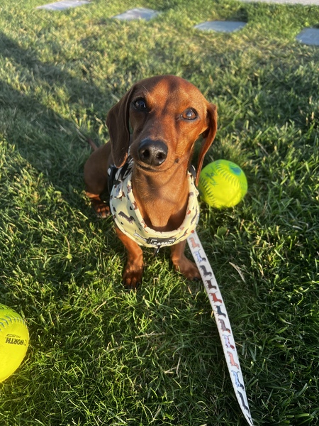 Entry image for Trout. Clicking this image will show a larger photo