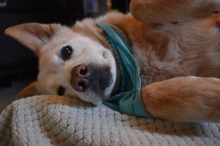 Entry image for Ziggy. Clicking this image will show a larger photo