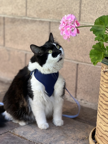 Entry image for Athena Floof. Clicking this image will show a larger photo