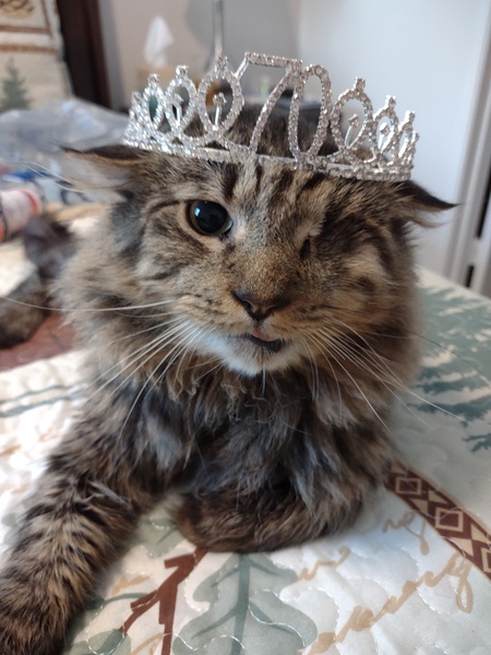 Entry image for Celestial. Clicking this image will show a larger photo