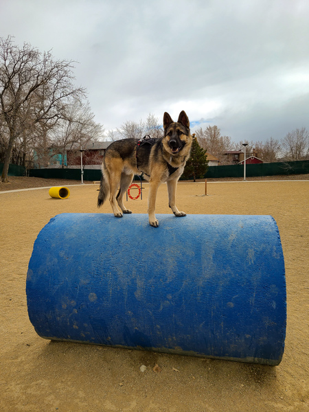 Entry image for Chewybacca . Clicking this image will show a larger photo