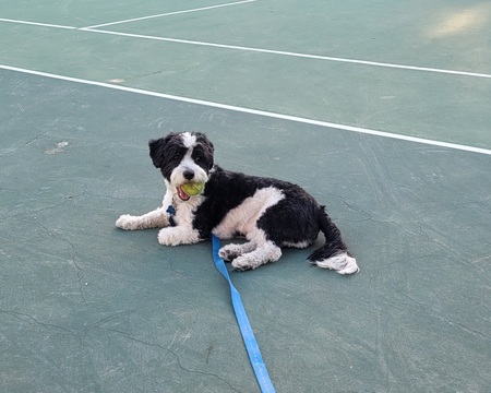 Entry image for Finn. Clicking this image will show a larger photo