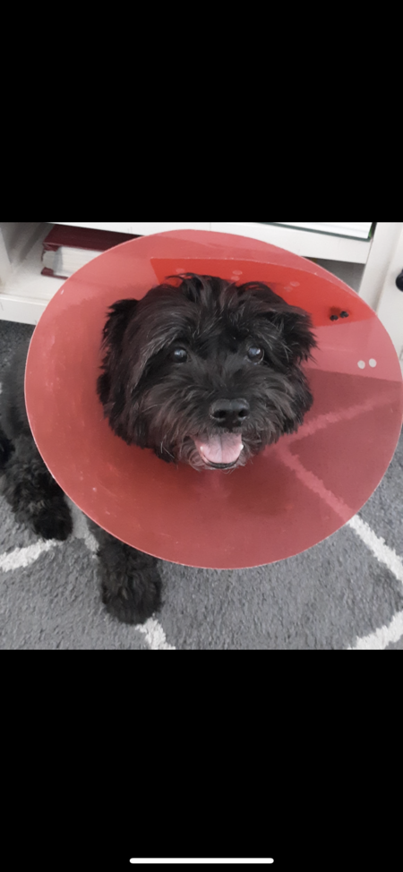 Entry image for Pepper. Clicking this image will show a larger photo