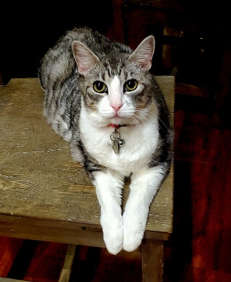 Entry image for Slinky. Clicking this image will show a larger photo