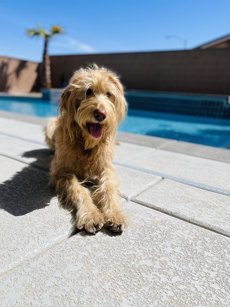 Entry image for Junior . Clicking this image will show a larger photo