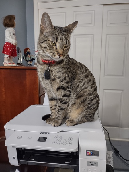 Entry image for Dolly. Clicking this image will show a larger photo