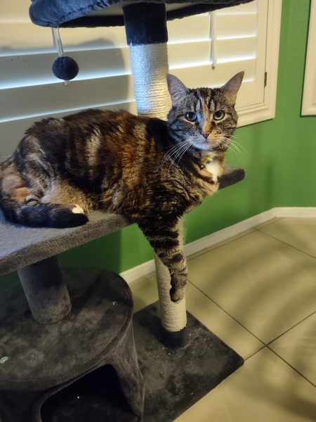 Entry image for Molly. Clicking this image will show a larger photo