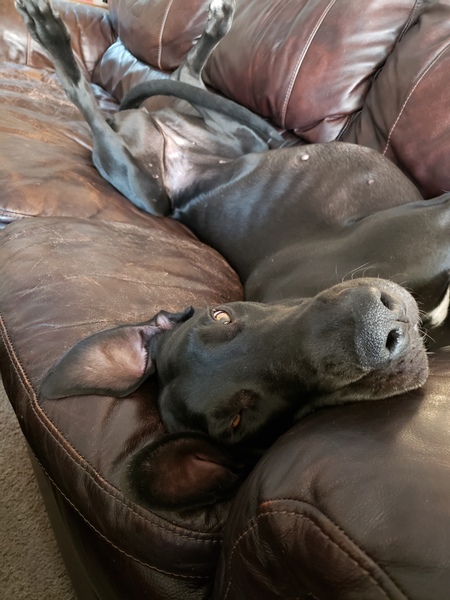 Entry image for Harriett . Clicking this image will show a larger photo