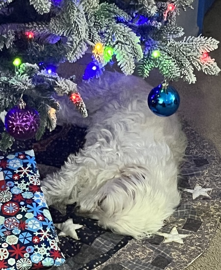 Entry image for Coconut. Clicking this image will show a larger photo