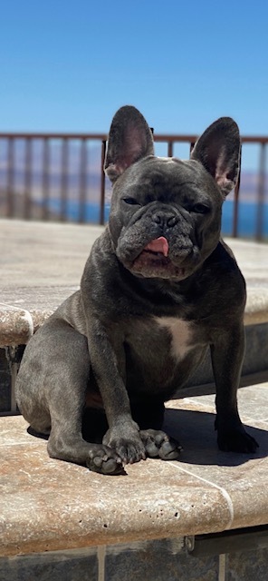 Entry image for Newman. Clicking this image will show a larger photo