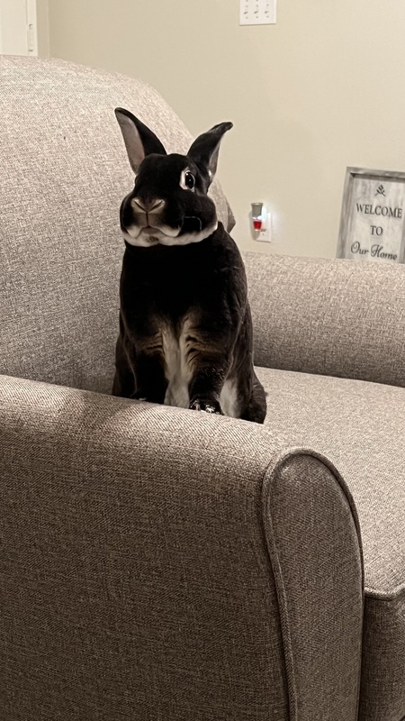 Entry image for Charlie . Clicking this image will show a larger photo