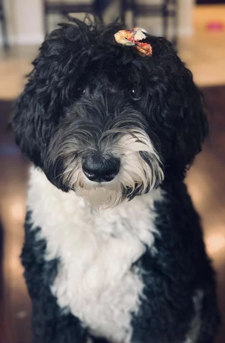 Entry image for Phoebe. Clicking this image will show a larger photo