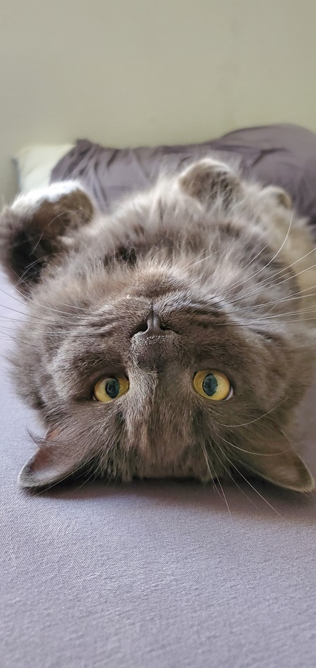 Entry image for Grant Mercer. Clicking this image will show a larger photo