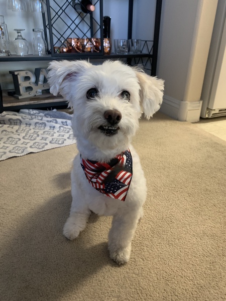 Entry image for Cricket. Clicking this image will show a larger photo