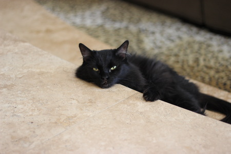 Entry image for Ray the Chooch Charles. Clicking this image will show a larger photo