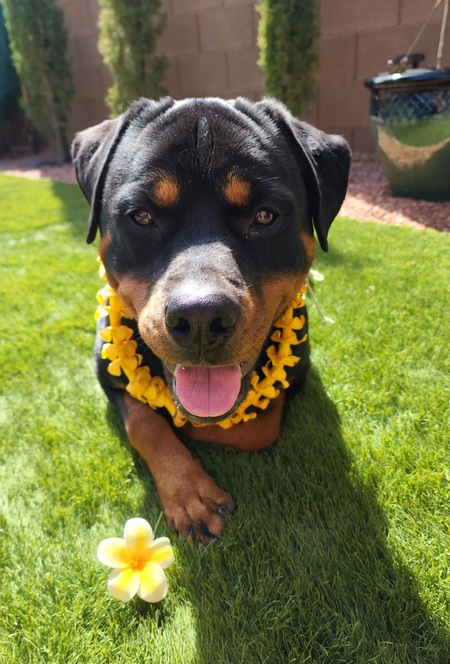 Entry image for Luna. Clicking this image will show a larger photo