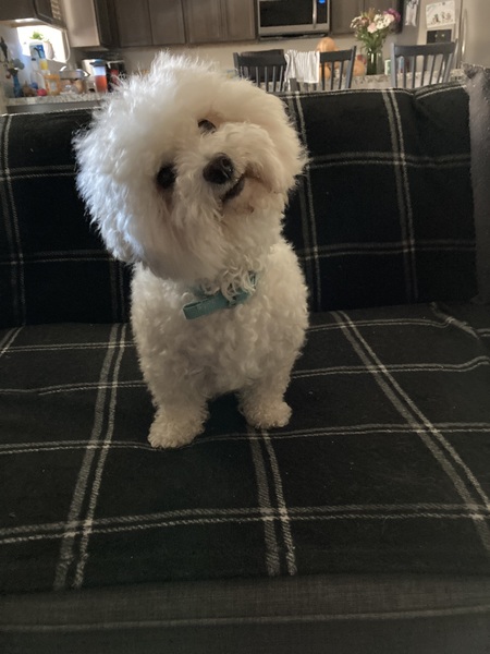 Entry image for Winston Churchill. Clicking this image will show a larger photo