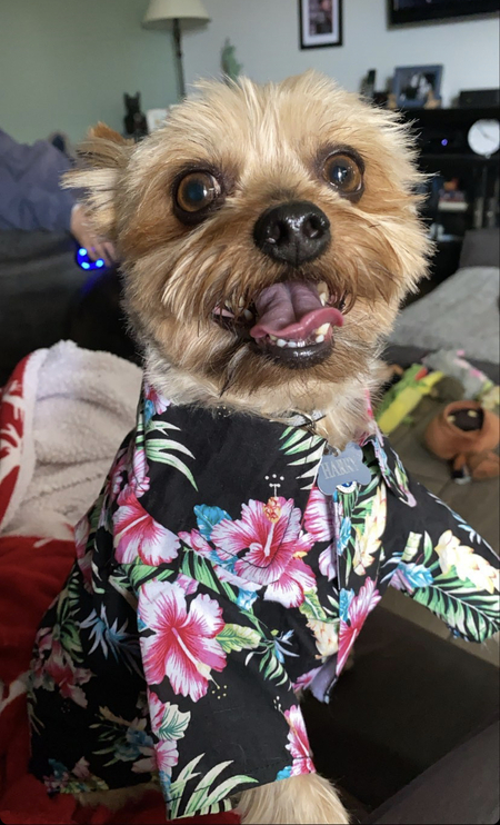 Entry image for Harry. Clicking this image will show a larger photo