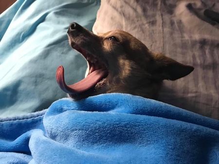 Entry image for Pocket. Clicking this image will show a larger photo