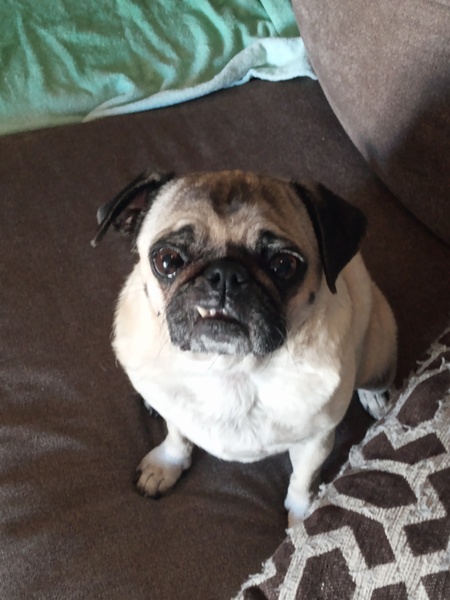 Entry image for Nessa. Clicking this image will show a larger photo