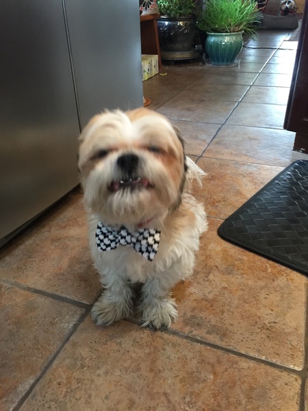 Entry image for Raider. Clicking this image will show a larger photo