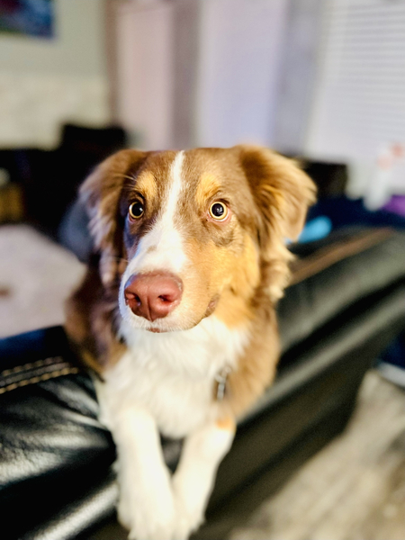 Entry image for Murphy . Clicking this image will show a larger photo