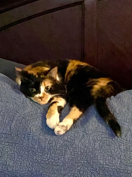 Entry image for Dr Feinberg. Clicking this image will show a larger photo