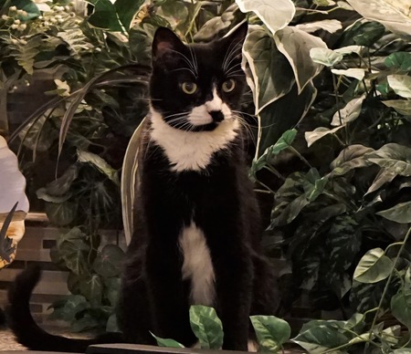 Entry image for Who-Dat. Clicking this image will show a larger photo