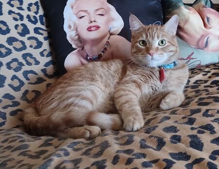 Entry image for Cheese. Clicking this image will show a larger photo