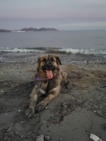 Entry image for Wylie. Clicking this image will show a larger photo