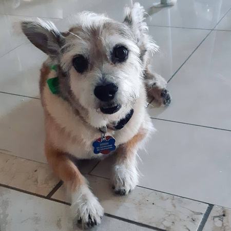 Entry image for Gizmo. Clicking this image will show a larger photo