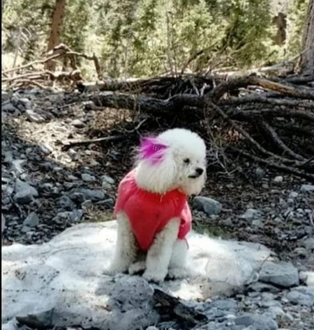 Entry image for Sofia Gornet. Clicking this image will show a larger photo