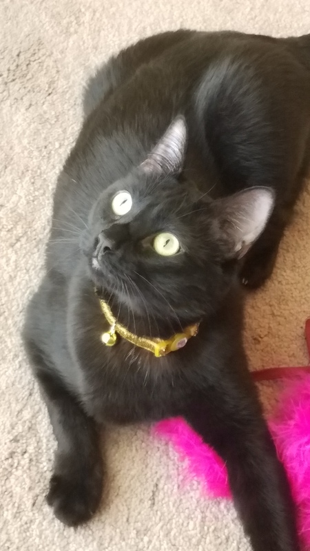 Entry image for Mr. Spaghetti. Clicking this image will show a larger photo