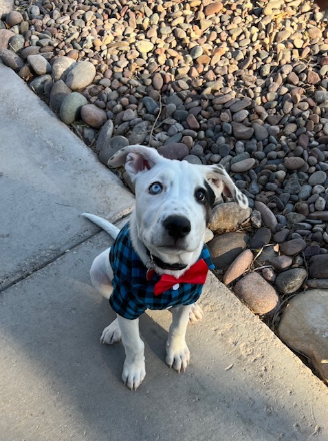 Vote for Max | 2023 Nevada SPCA Calendar Contest Vote for Max | 2023 Nevada SPCA Calendar Contest
