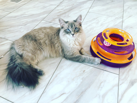 Juni