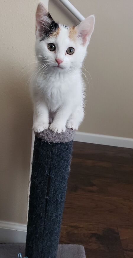 Pixie