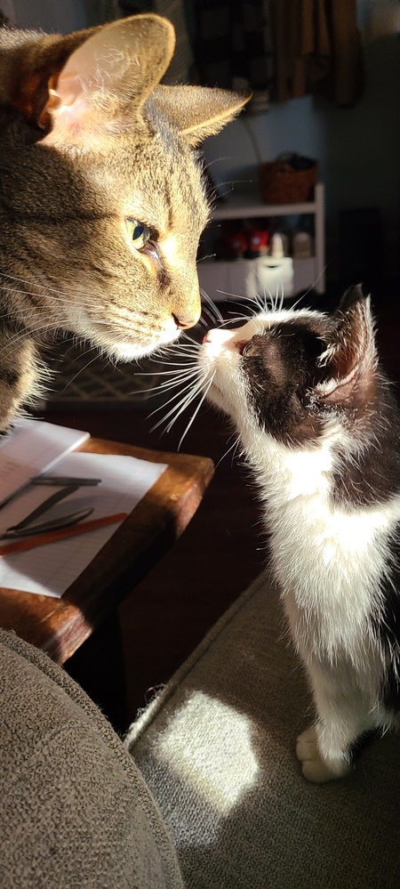 Pixel and TayTay