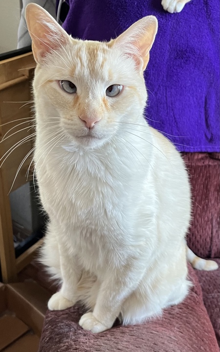 Queso