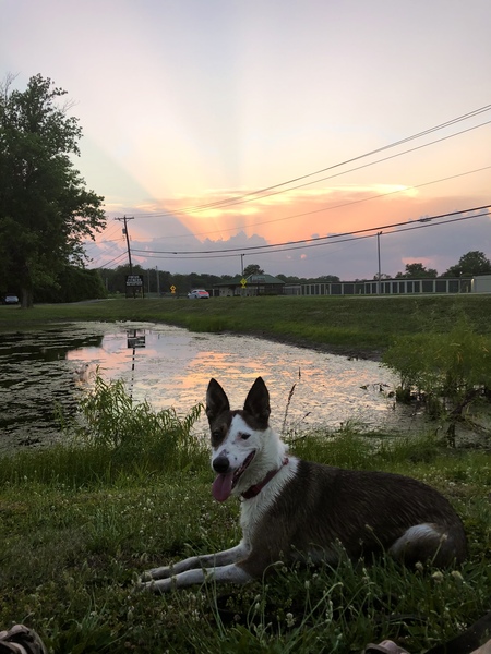 Scout