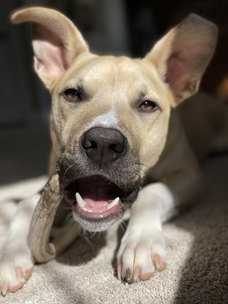 Louie