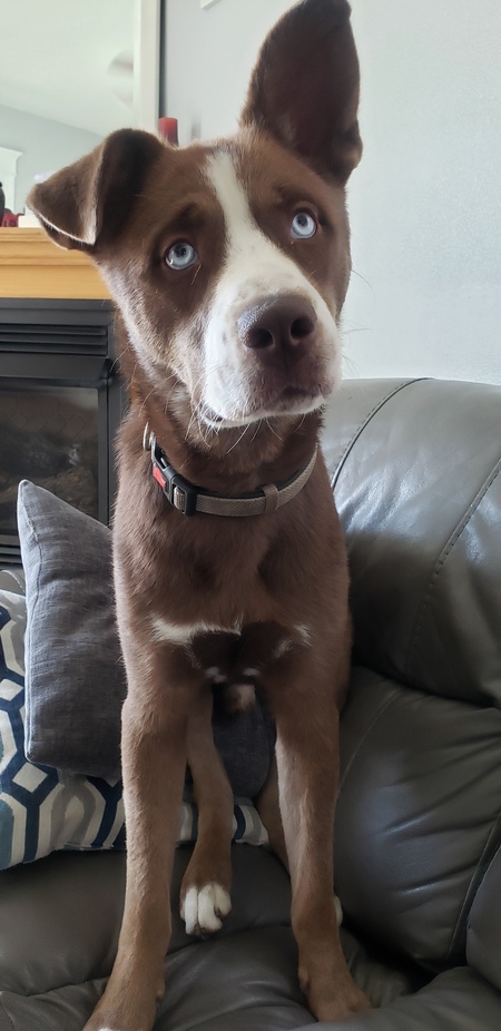 Kodi