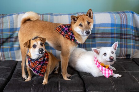 Buckie Owen, Pippin, and Suki (from left) 