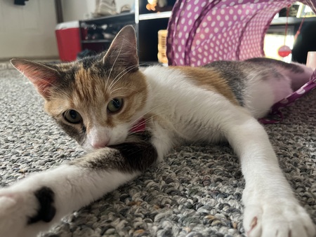 Miss Waffles 